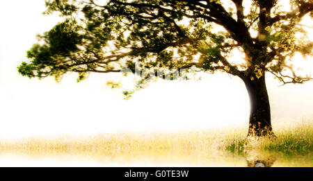 Albero singolo con la Mattina e bagliore riflesso nella parte anteriore Foto Stock