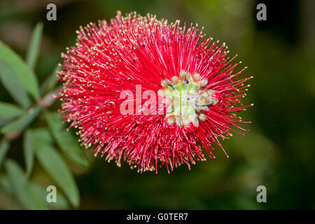 Fiore rosso da impianto australiano Metrosideros Excelsa in costa spagnola Foto Stock