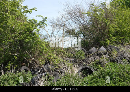 Vecchia auto pneumatici oggetto di dumping una siepe riga, nella parte nord di Bristol. Aprile 2016 Foto Stock