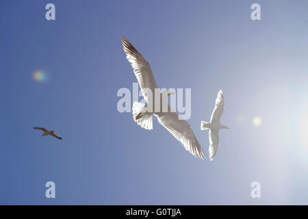 Giallo-gambe gabbiani ethereally volare nel cielo blu con luce solare /flare inserendo l'immagine a destra. Foto Stock