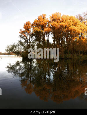 Alberi autunnali riflessi nel fiume, Kralingse plas, Rotterdam, paesi bassi Foto Stock
