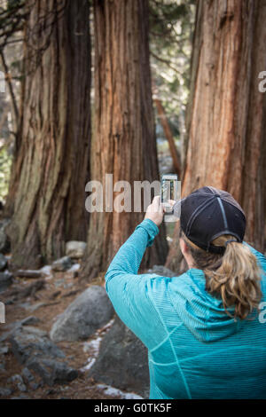 Donna di scattare una foto con smart phone in foresta Foto Stock