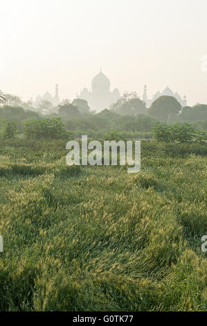 Taj Mahal visualizza durante la mattinata nebbiosa dal campo di grano vicino fiume Yamuna banca. Foto Stock