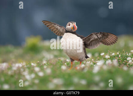 Puffin bird (fratercula arctica) con ali spiegate, Skomer, Pembrokeshire, Wales, Regno Unito Foto Stock