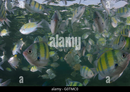 Scuola di pesce Indo-pacifico sergente, sergente maggiore o sergente comune (Abudefduf vaigiensis) Oceano Indiano, Hikkaduwa Foto Stock