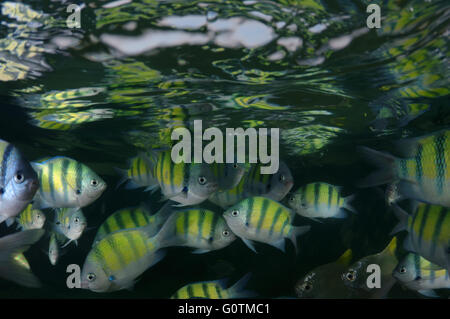 Scuola di pesce Indo-pacifico sergente, sergente maggiore o sergente comune (Abudefduf vaigiensis) Oceano Indiano, Hikkaduwa Foto Stock