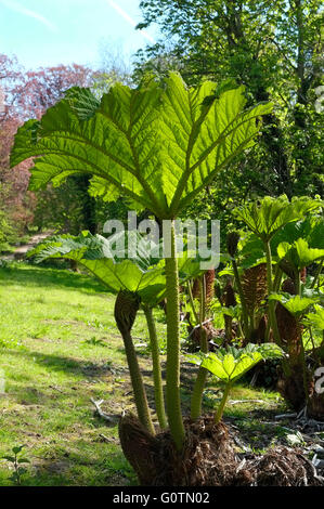 Giant gunnera manicata pianta che cresce in giardino, North Norfolk, Inghilterra Foto Stock