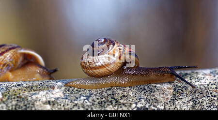 Grove lumaca o marrone-lumaca a labbro (Cepaea nemoralis) è una specie di aria-terra che respira lumaca, un terrestrial pulmonate gasteropode Foto Stock