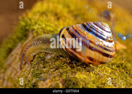 Grove lumaca o marrone-lumaca a labbro (Cepaea nemoralis) è una specie di aria-terra che respira lumaca, un terrestrial pulmonate gasteropode Foto Stock