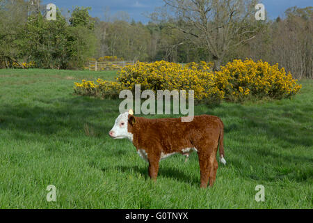 Hereford vitelli nei prati vicino a Aylsham nella valle di Bure Norfolk Foto Stock