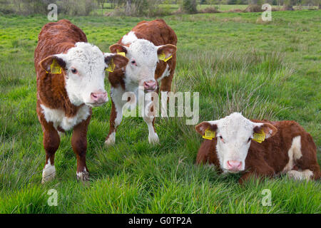 Hereford vitelli nei prati vicino a Aylsham nella valle di Bure Norfolk Foto Stock