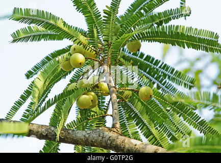 Indian gooseberry, Phyllanthus emblica. Chiamato anche LRD. Una parte essenziale della tradizionale ayurvedico indiano,, a base di erbe medicinali. Foto Stock