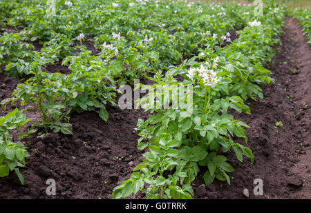 Boccole di patata che fiorisce con fiori di colore bianco crescente sulla piantagione Foto Stock