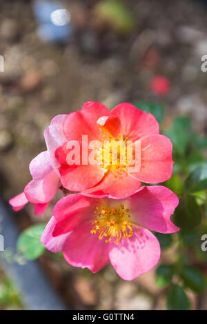 Vista ingrandita di rosa rosa cinese nel giardino di rose, Berna, Svizzera Foto Stock