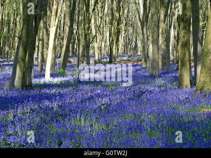 Un bluebell wood nella campagna dell'Hampshire, Inghilterra Foto Stock
