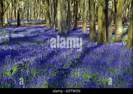 Un bluebell wood nella campagna dell'Hampshire, Inghilterra Foto Stock