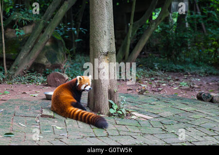 Vista Closw di red panda rosso (Ailurus fulgens), chiamato anche panda minore. Foto Stock