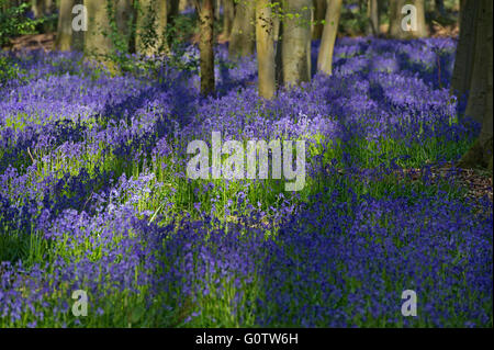 Un bluebell wood nella campagna dell'Hampshire, Inghilterra Foto Stock