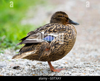 Femmina Mallard Duck su un percorso al vecchio Moor Dearne Valley Barnsley South Yorkshire England Regno Unito Regno Unito Foto Stock