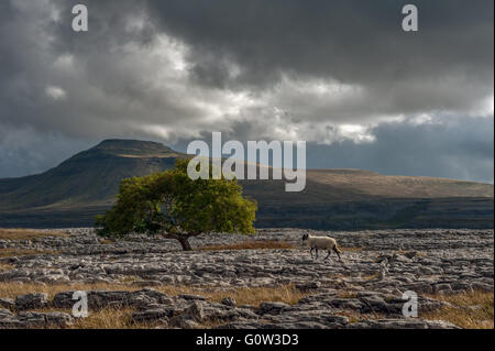 Un lone tree su pavimenti calcarei a Twisleton Scar Foto Stock