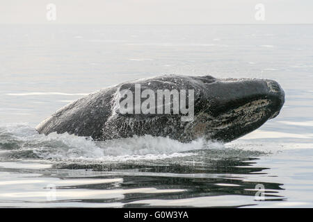 Southern Right whale violazione dell Atlantico, Penisola Valdez, Argentina Foto Stock