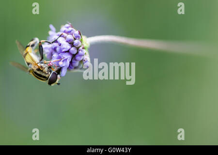 Hover fly Helophilus pendulus Foto Stock