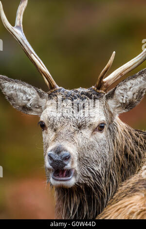 Maschio adulto Red Deer Cervus elaphus close up appena la testa Foto Stock