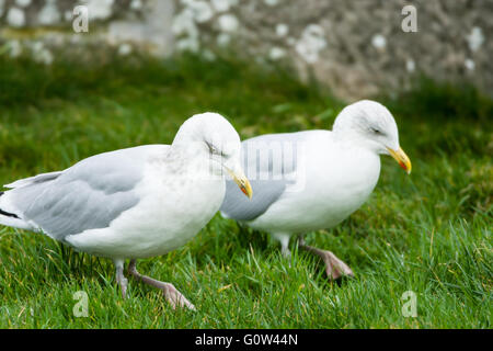 Herring gull Larus argentatus in inverno piumaggio alimentazione su erba da drumming per sollevare i vermi alla superficie. Foto Stock