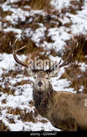 Maschio rosso cervo cervo Cervus elaphus su terreni innevati lato della collina in Scozia.