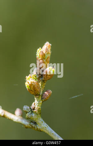 Faggio Fagus sylvatica gemme foglia semplicemente aprendo Foto Stock