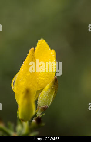 Gorse Ulex Europaeus fiore giallo Foto Stock