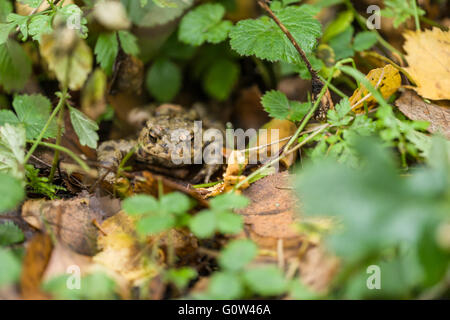 Rana comune Rana temporaria in figliata di foglia Foto Stock