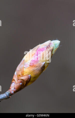 Il faggio Fagus sylvatica foglie bud circa a raffica Foto Stock