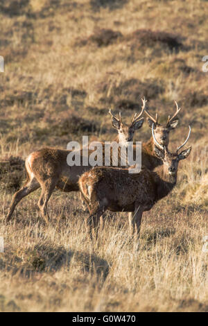 Tre cervi cervi Cervus elaphus tutti guardando la telecamera. Foto Stock