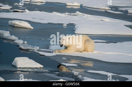 Orso polare su ghiaccio floes nelle regioni artiche Svalbard Foto Stock