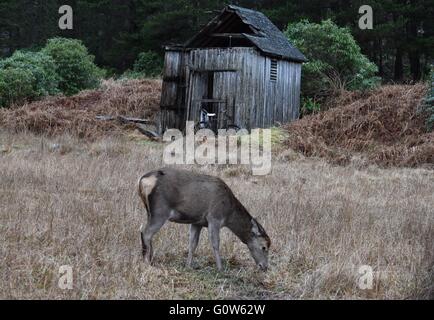 Cervi pascolano in Glen Etive Foto Stock