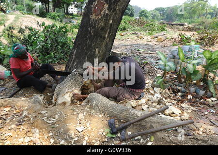 L'uomo il taglio di un albero a Dhaka, nel Bangladesh 04 maggio 2016. Foto Stock