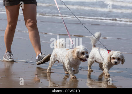 Formby, Merseyside. Il 5 maggio 2016. Una donna cammina i suoi cani sul lungomare, durante le calde e condizioni soleggiate, a Formby beach, in Formby, Merseyside, il 5 maggio 2016. Forecasters hanno previsto una ondata di caldo in tutto il Regno Unito questo fine settimana con alcune aree dette per vedere temperature fino a 26C. Foto Stock