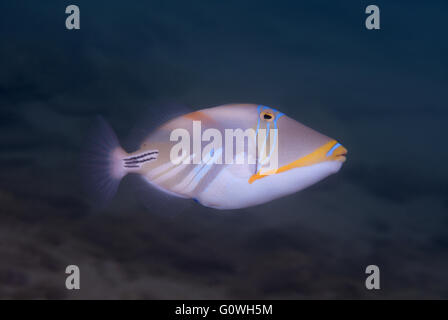 3 marzo 2016 - blackbar triggerfish, pesci balestra picasso, Picassofish, Jamal o della laguna pesci balestra (Rhinecanthus aculeatus) Oceano Indiano, Hikkaduwa, Sri Lanka, Sud Asia © Andrey Nekrasov/ZUMA filo/ZUMAPRESS.com/Alamy Live News Foto Stock