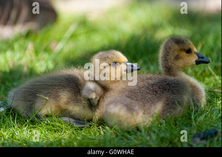 Londra, Regno Unito. Il 5 maggio 2016. Una famiglia di due settimane vecchio Canada Goose goslings, northwood, a nord ovest di Londra, è vegliato da attenti i genitori come essi crogiolarsi al sole su il giorno più caldo dell'anno finora. Credito: Stephen Chung/Alamy Live News Foto Stock