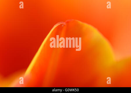 Rosso e arancione Tulip fiore all'interno di Close Up Foto Stock