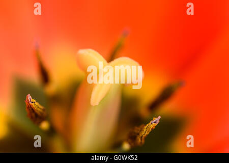 Rosso e arancione Tulip fiore all'interno di Close Up Foto Stock