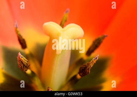 Rosso e arancione Tulip fiore all'interno di Close Up Foto Stock