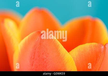 Rosso e arancione Tulip fiore all'interno di Close Up Foto Stock