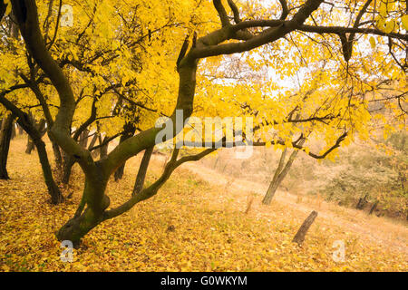 Struttura insolita con foglie dorate in autunno Foto Stock