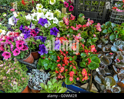 Varie colorato giardino di fiori nel mercato in attesa di vendita. Foto Stock