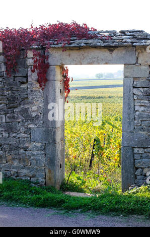 Portale della vigna della Borgogna vicino a Beaune, Cote d'Or, Francia, Europa Foto Stock