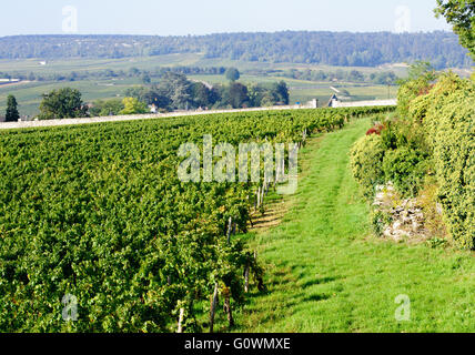 Vigneto in Borgogna vicino a Beaune Francia, Europa Foto Stock