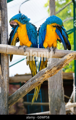 Due blu e giallo Macaw Pappagalli Foto Stock