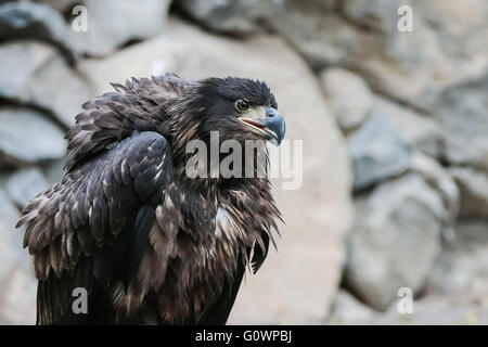 Ritratto di un bel golden eagle in una vista di profilo Foto Stock